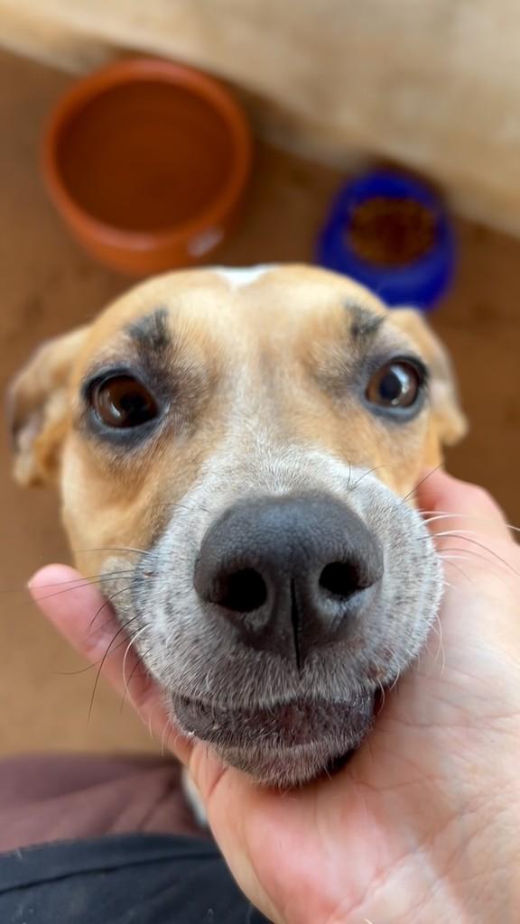 Pequena, cachorro de porte pequeno para adoção em Urupês - SP