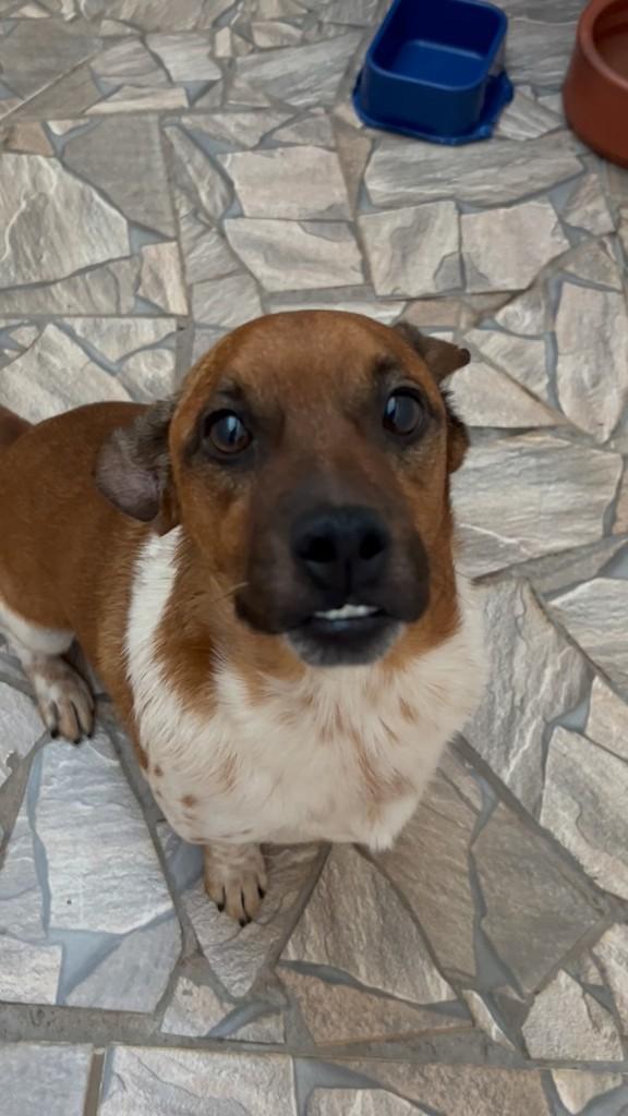 Dentinho, cachorro de porte pequeno para adoção em Urupês - SP