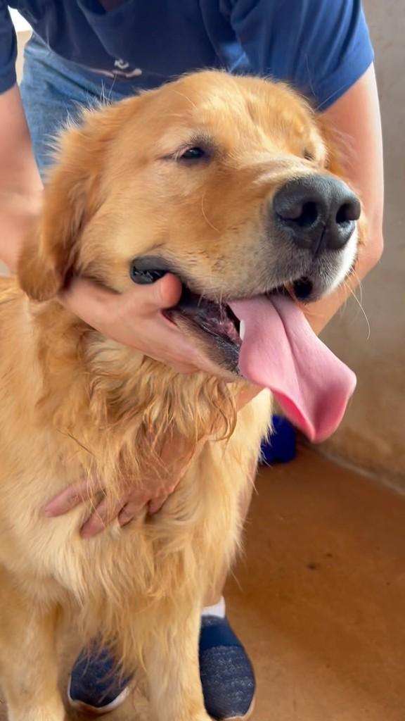 Chico, cachorro de porte grande para adoção em Urupês - SP