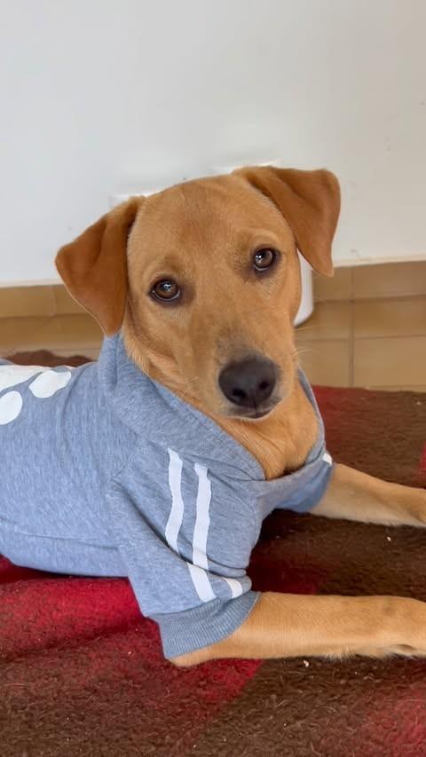 Isfriô, cachorro de porte médio para adoção em Urupês - SP