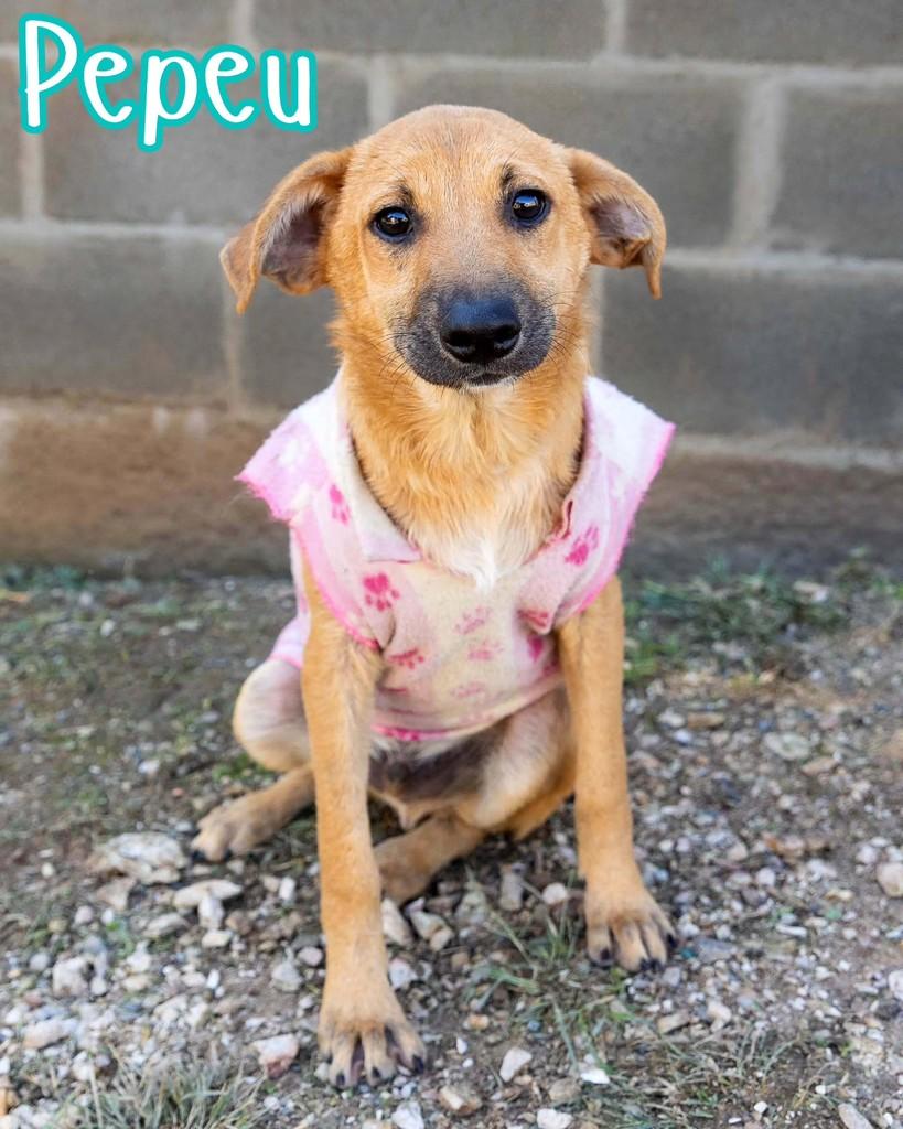 Pepeu, cachorro de porte médio para adoção em Reserva - PR