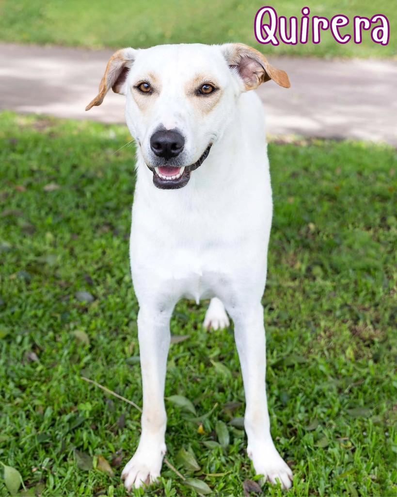 Quirera, cachorro de porte grande para adoção em Reserva - PR