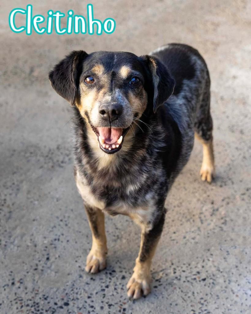Cleitinho, cachorro de porte pequeno para adoção em Reserva - PR