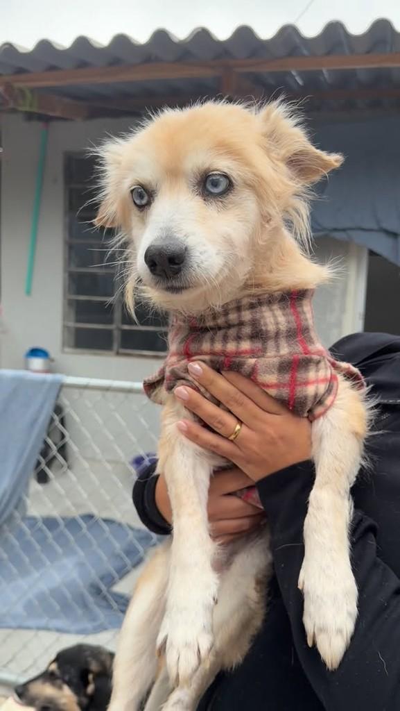 Queijadinha, cachorro de porte pequeno para adoção em Reserva - PR