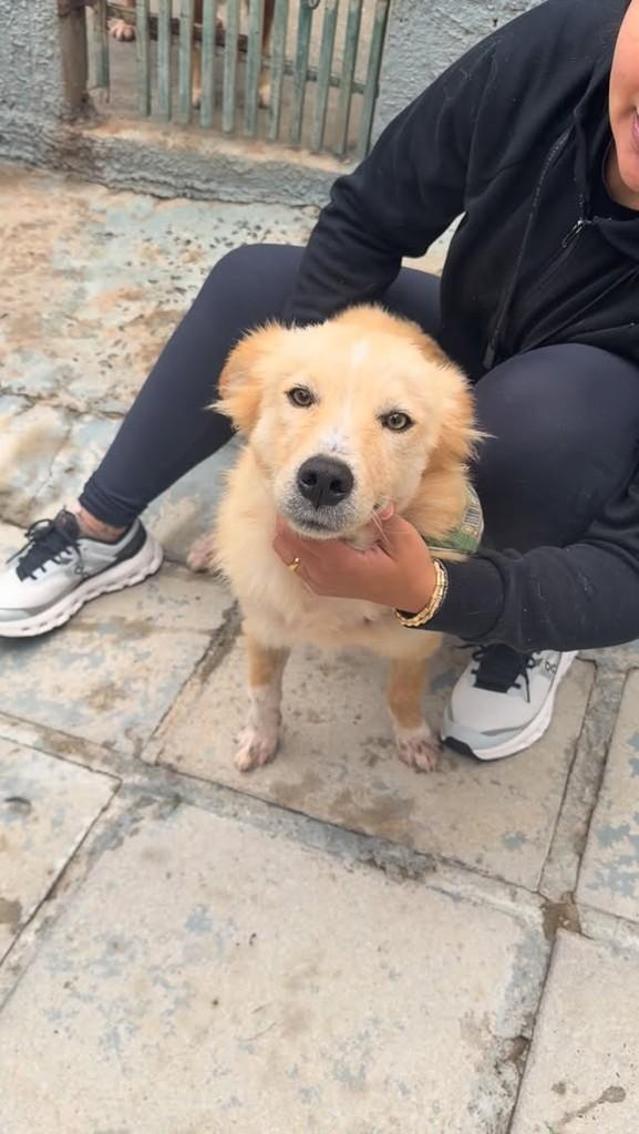 Aslan, cachorro de porte médio para adoção em Reserva - PR
