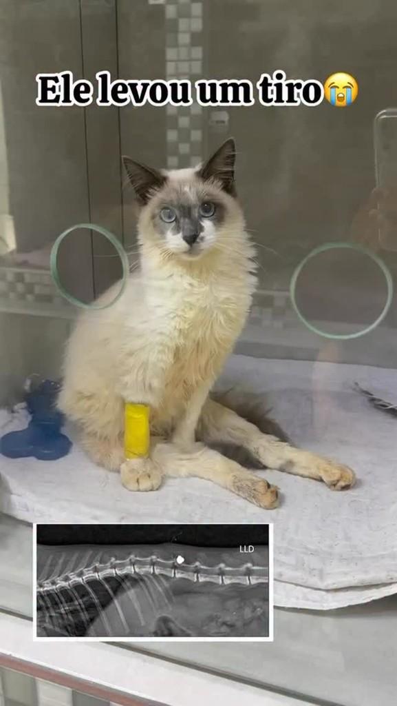 Yoshi, gato de porte pequeno para adoção em Reserva - PR