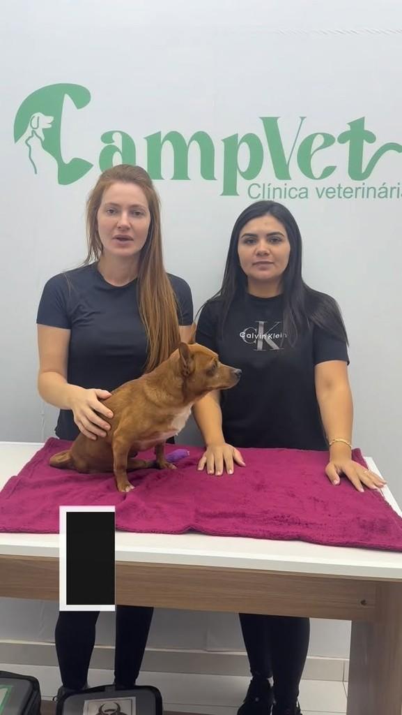 Luca, cachorro de porte pequeno para adoção em Reserva - PR