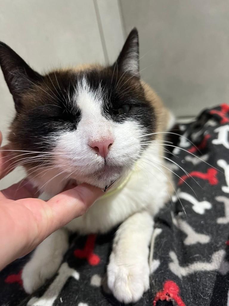 Serena, gato de porte médio para adoção em Reserva - PR