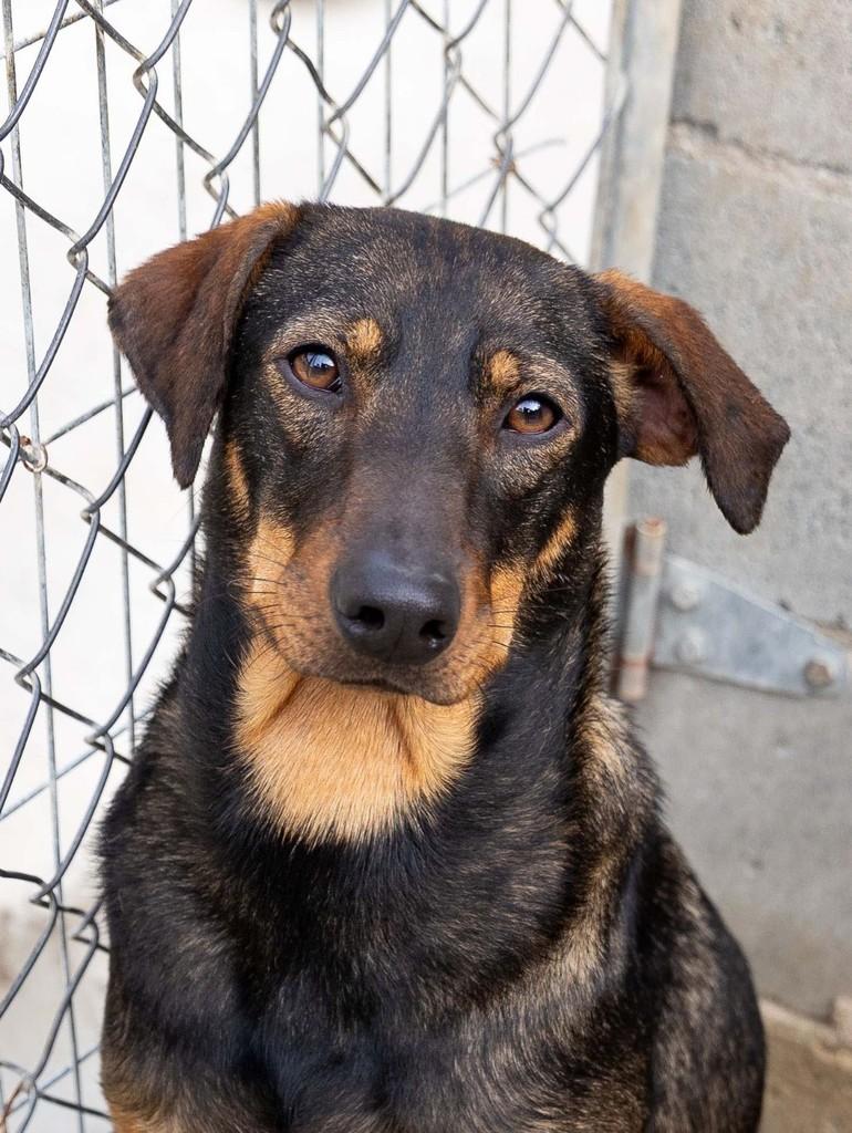Orion, cachorro de porte médio para adoção em Reserva - PR