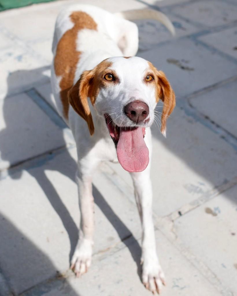 Brígida, cachorro de porte médio para adoção em Reserva - PR