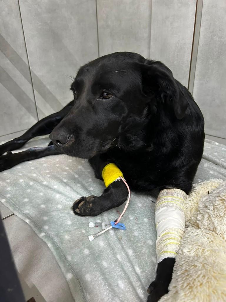 Polenta, cachorro de porte médio para adoção em Reserva - PR