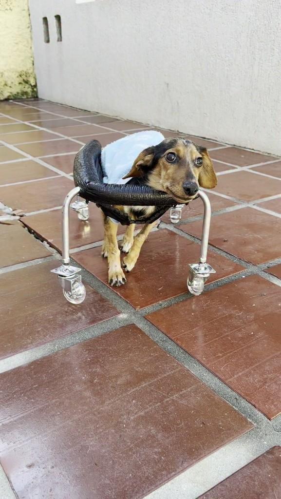 Moqueca, cachorro de porte pequeno para adoção em Reserva - PR