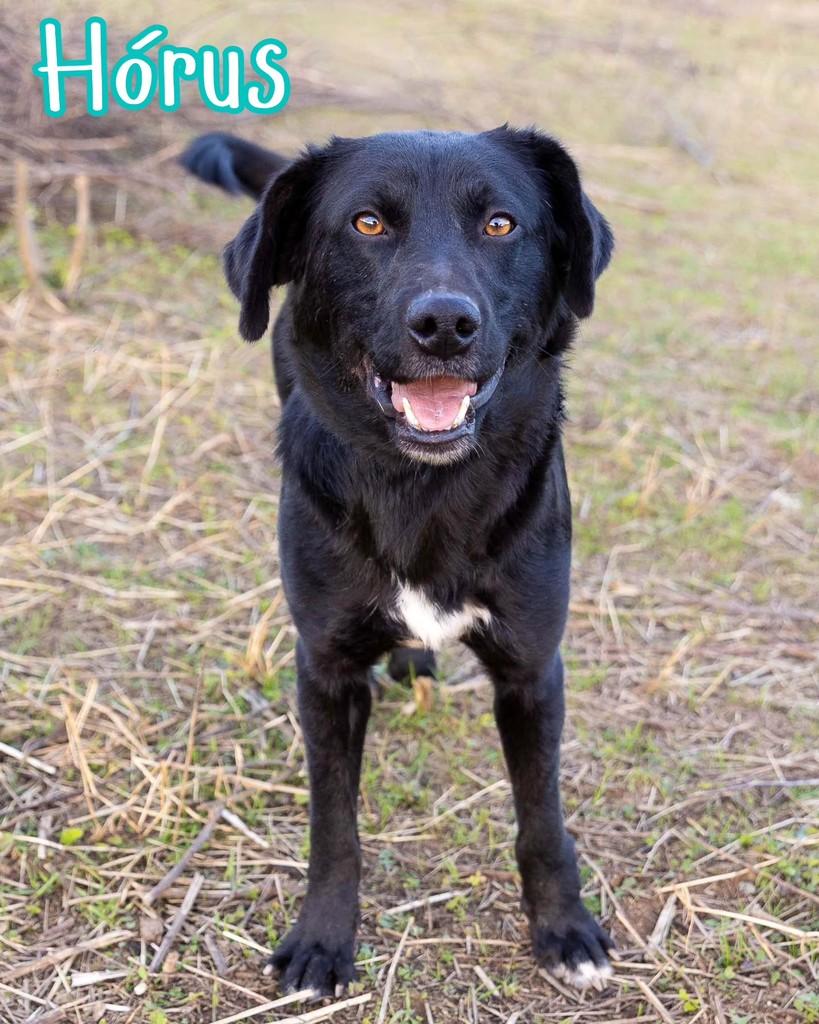 Hórus, cachorro de porte médio para adoção em Reserva - PR