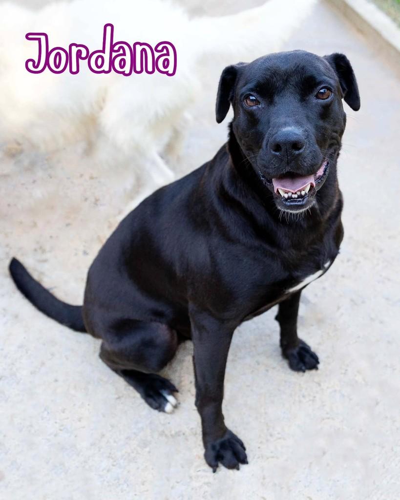 Jordana, cachorro de porte médio para adoção em Reserva - PR