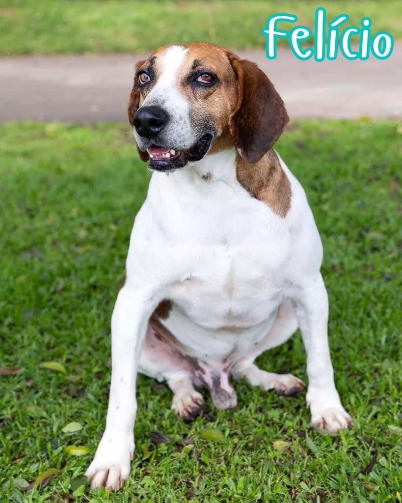 Felício, cachorro de porte médio para adoção em Reserva - PR