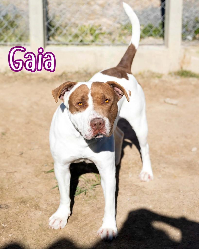 Gaia, cachorro de porte médio para adoção em Reserva - PR