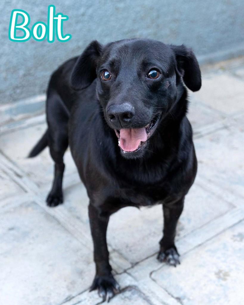 Bolt, cachorro de porte médio para adoção em Reserva - PR