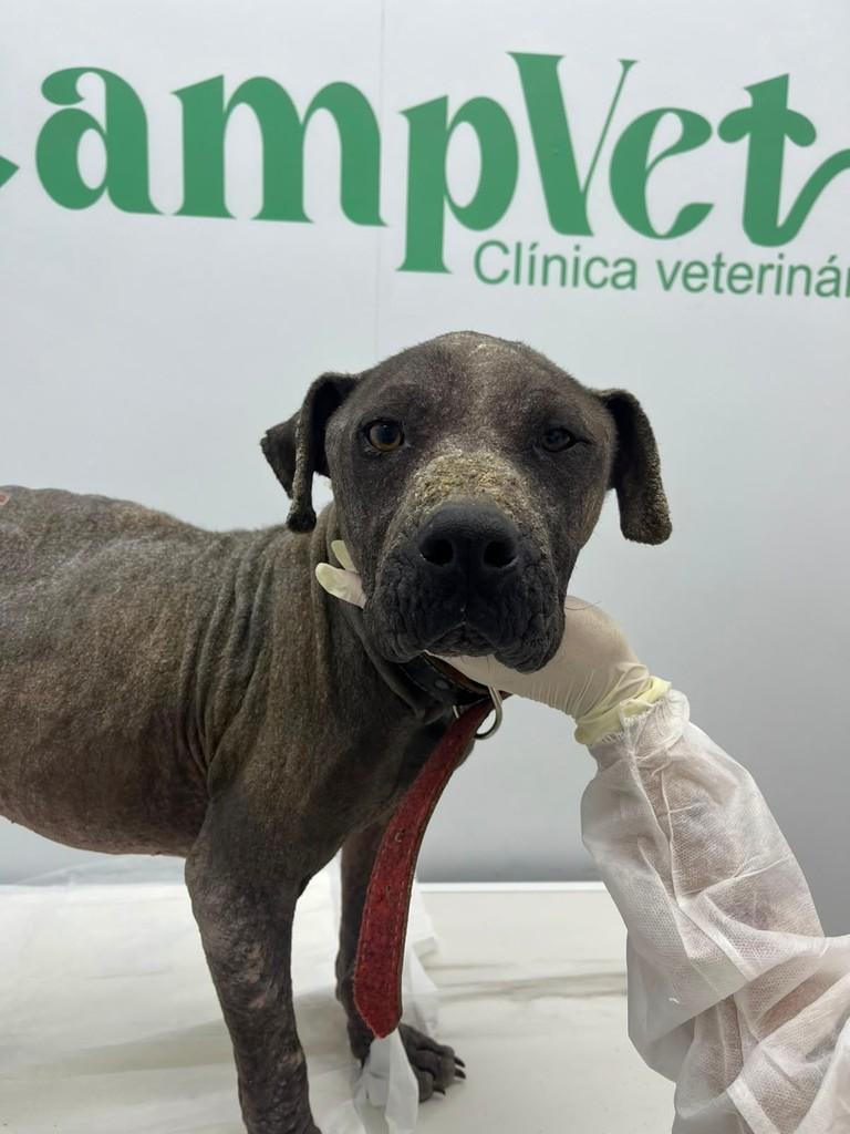 Dino, cachorro de porte pequeno para adoção em Reserva - PR