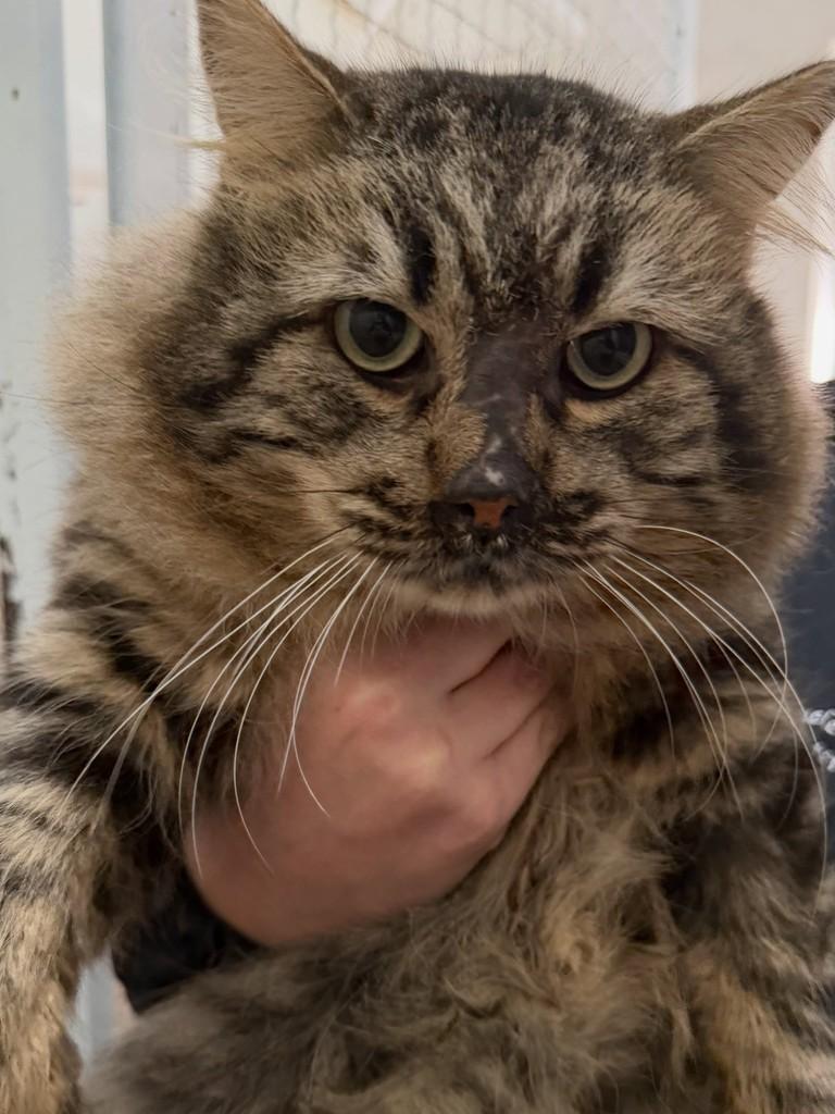 Oliver, gato de porte grande para adoção em Reserva - PR