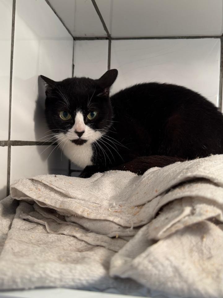 Docinha, gato de porte médio para adoção em Reserva - PR