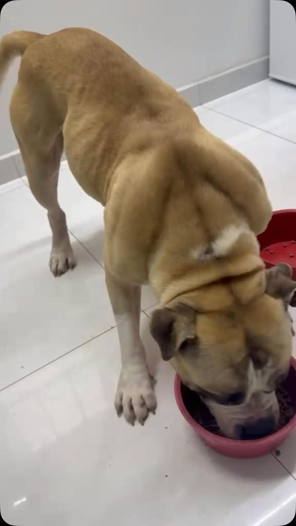Toretto, cachorro de porte médio para adoção em Reserva - PR