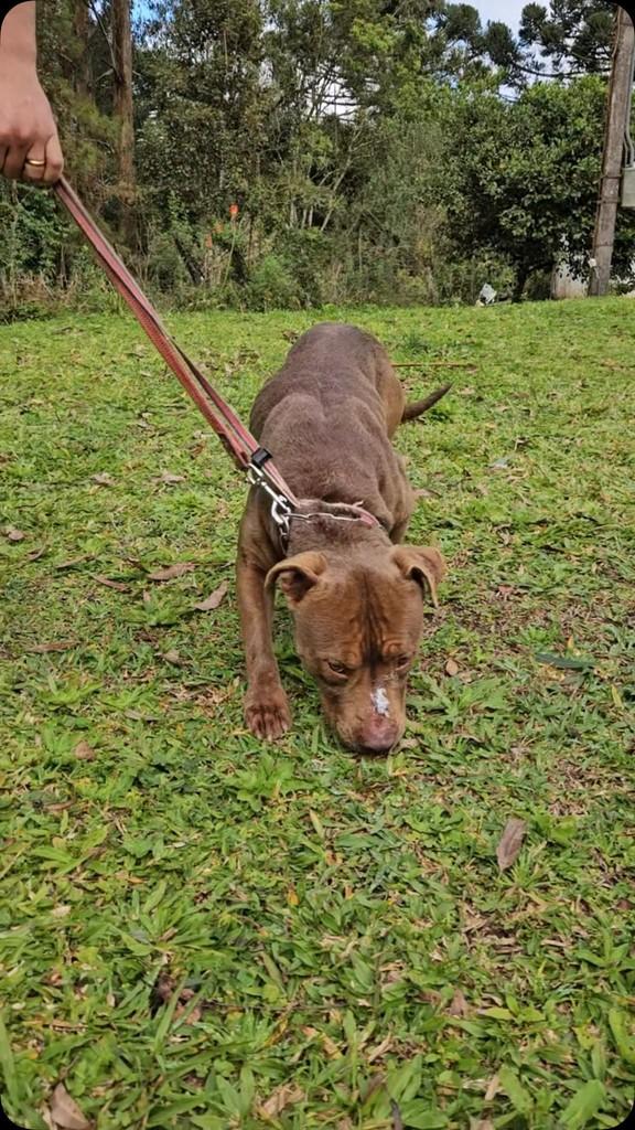 Thor, cachorro de porte médio para adoção em Reserva - PR