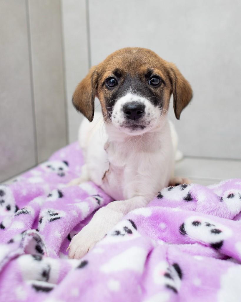 Bonnie, cachorro de porte pequeno para adoção em Reserva - PR