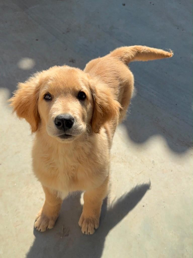 Goldinho, cachorro de porte pequeno para adoção em Reserva - PR