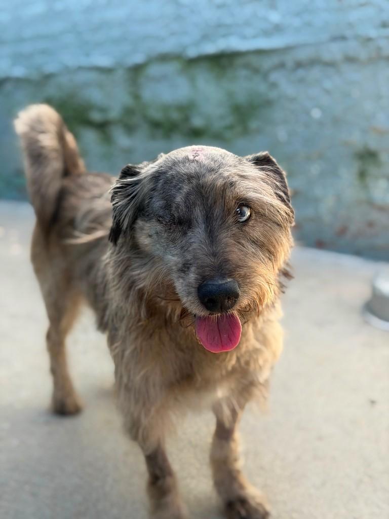 Osmar, cachorro de porte médio para adoção em Reserva - PR