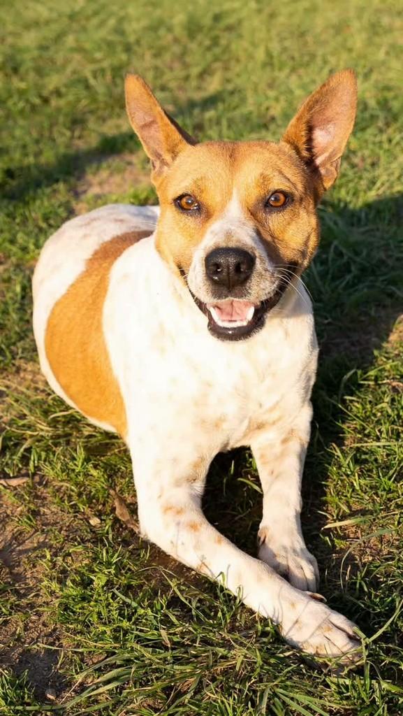 Marta, cachorro de porte médio para adoção em Reserva - PR