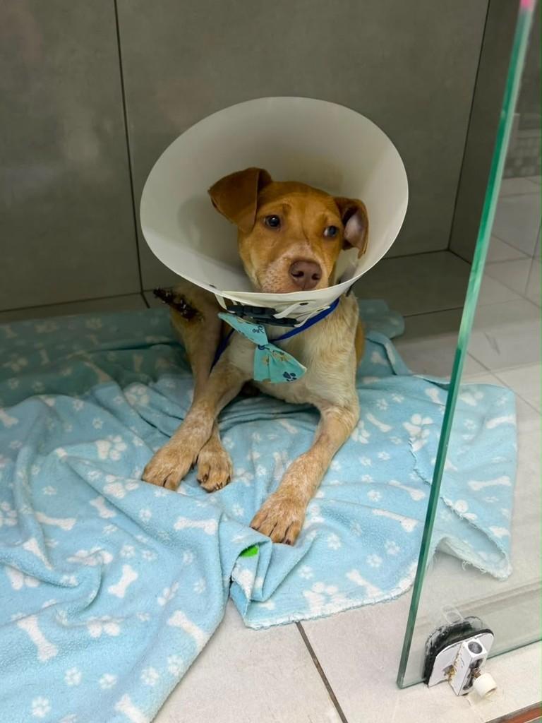 Lipe, cachorro de porte pequeno para adoção em Reserva - PR