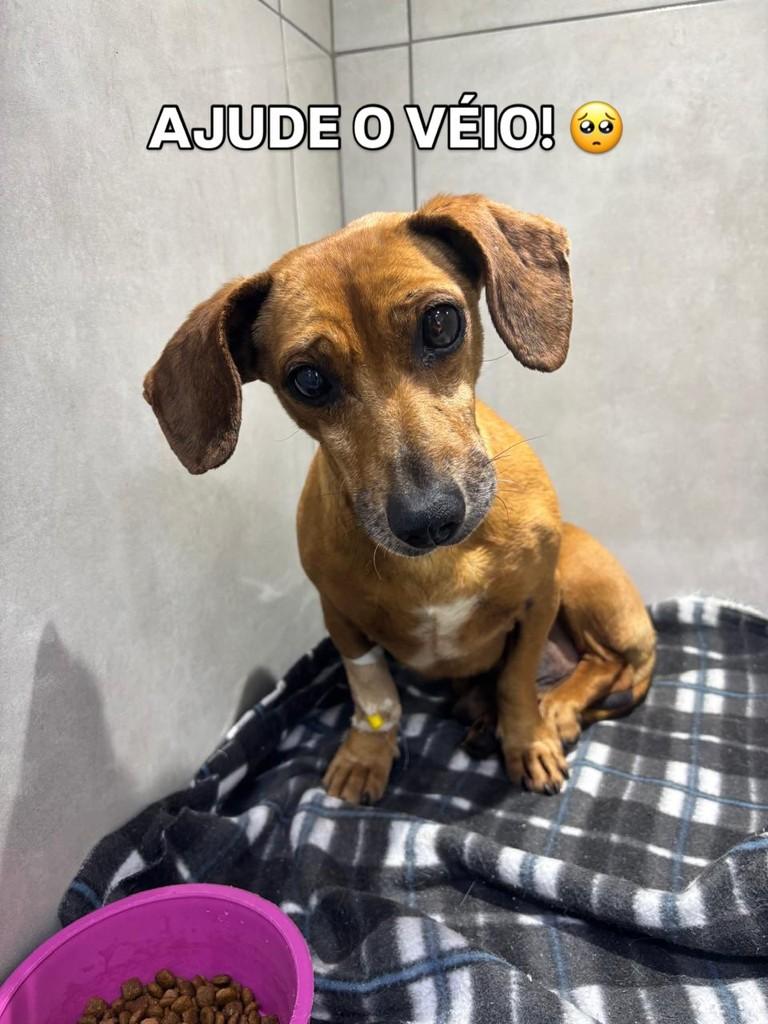 Véio, cachorro de porte pequeno para adoção em Curitiba - PR