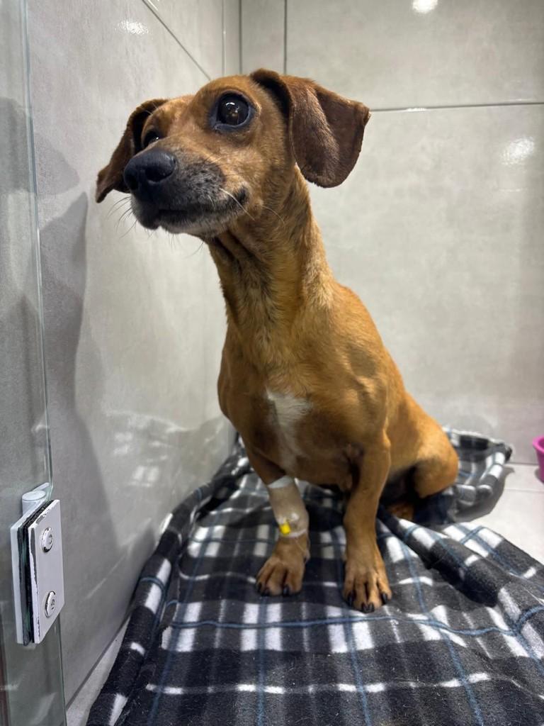 Véio, cachorro de porte pequeno para adoção em Curitiba - PR — foto 2 de 5