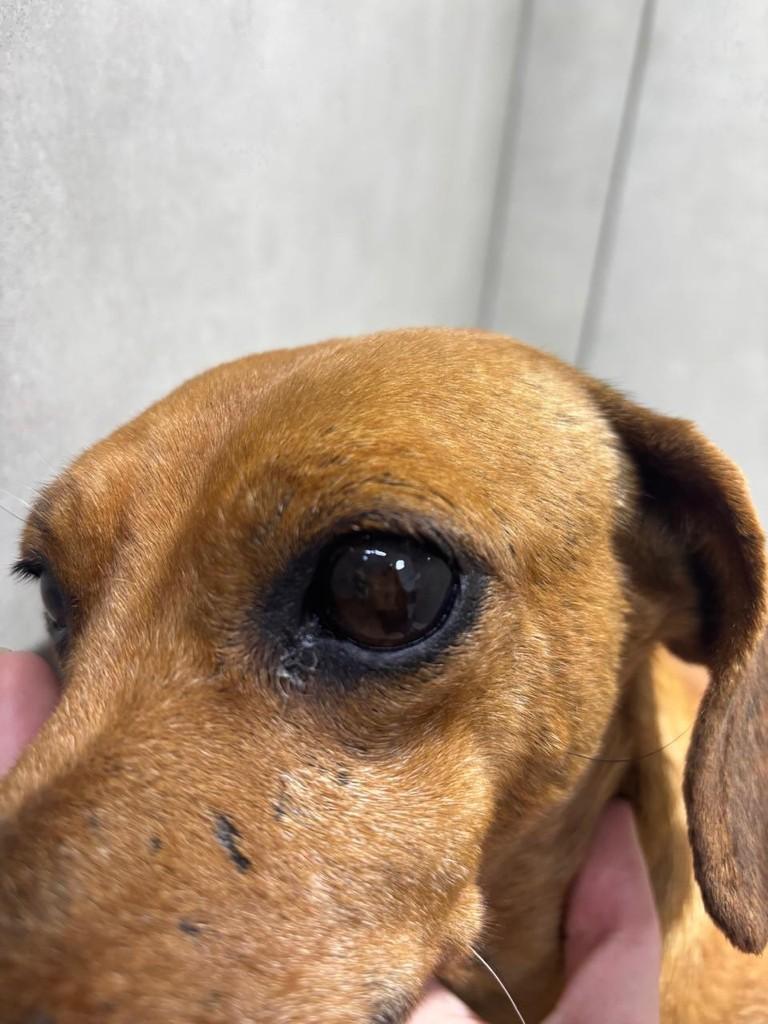 Véio, cachorro de porte pequeno para adoção em Curitiba - PR — foto 3 de 5