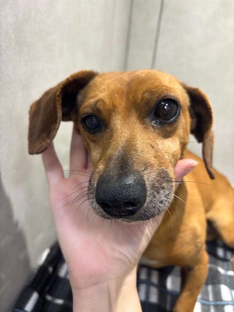 Véio, cachorro de porte pequeno para adoção em Curitiba - PR — foto 4 de 5