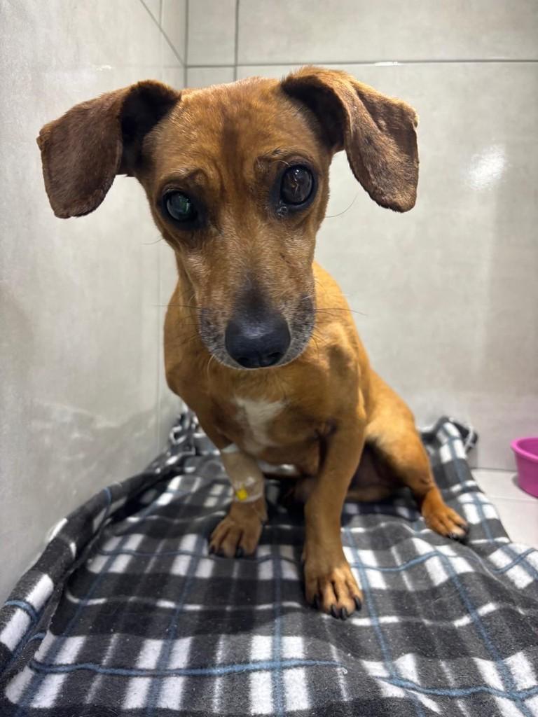 Véio, cachorro de porte pequeno para adoção em Curitiba - PR — foto 5 de 5