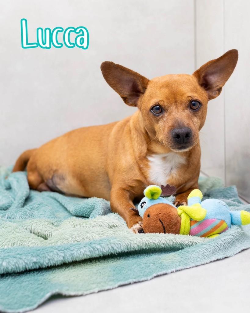 Lucca, cachorro de porte pequeno para adoção em Reserva - PR