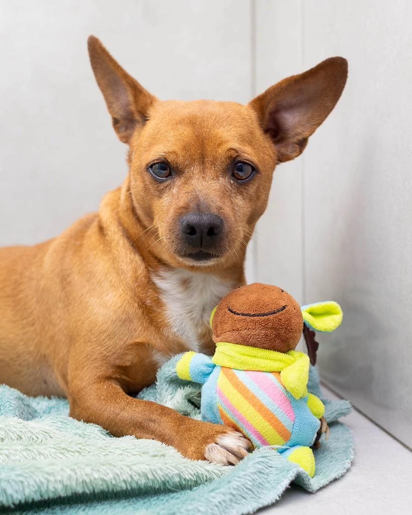 Lucca, cachorro de porte pequeno para adoção em Reserva - PR — foto 2 de 11