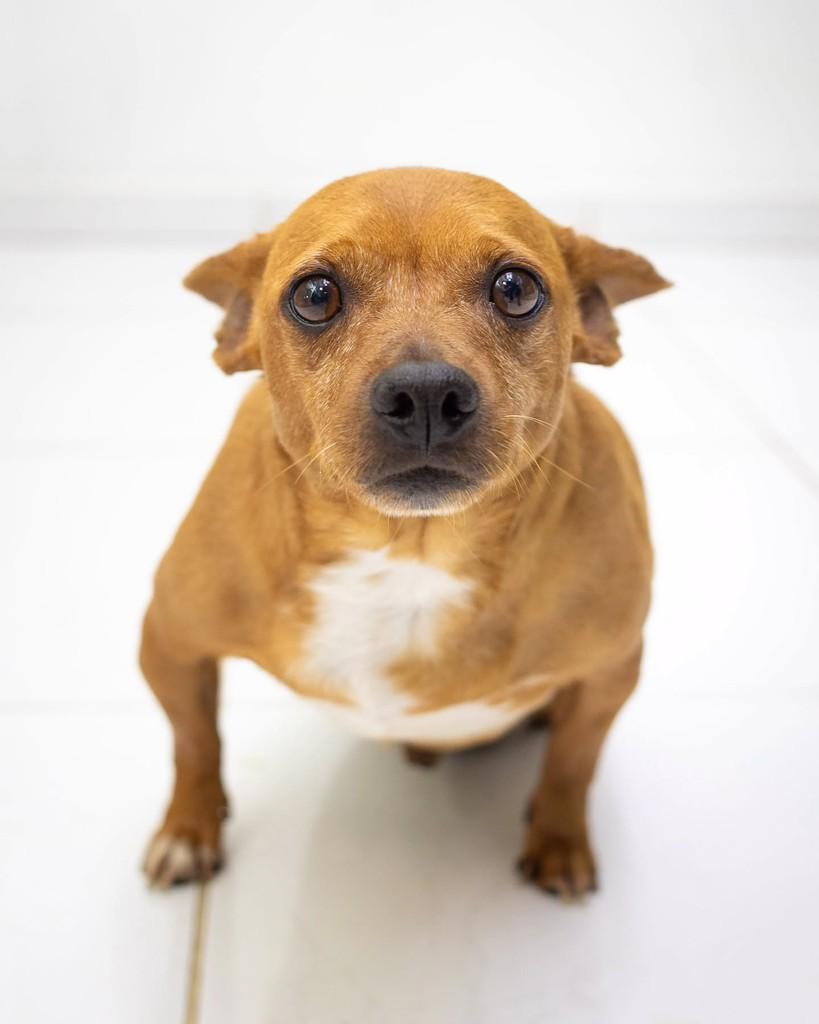 Lucca, cachorro de porte pequeno para adoção em Reserva - PR — foto 3 de 11