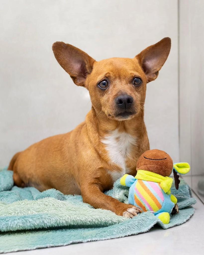 Lucca, cachorro de porte pequeno para adoção em Reserva - PR — foto 4 de 11
