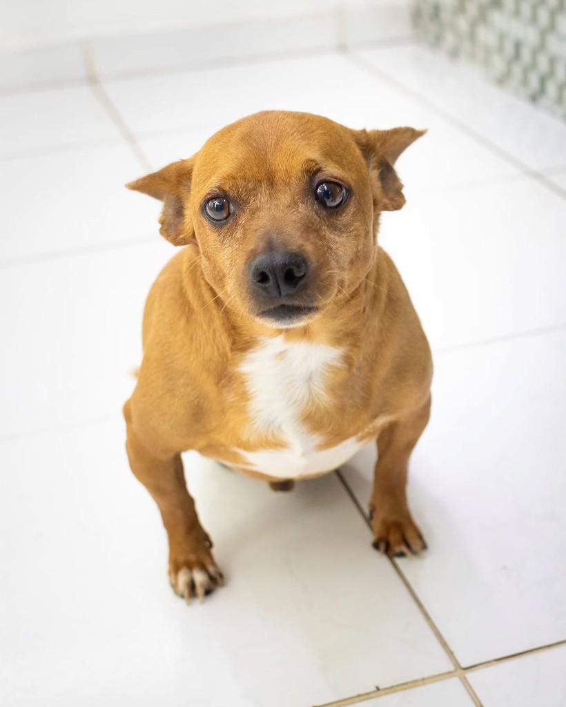 Lucca, cachorro de porte pequeno para adoção em Reserva - PR — foto 5 de 11