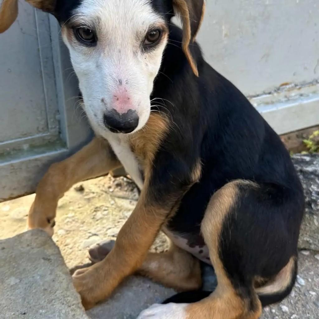 Menininha, cadela de porte pequeno para adoção em Correntes - PE