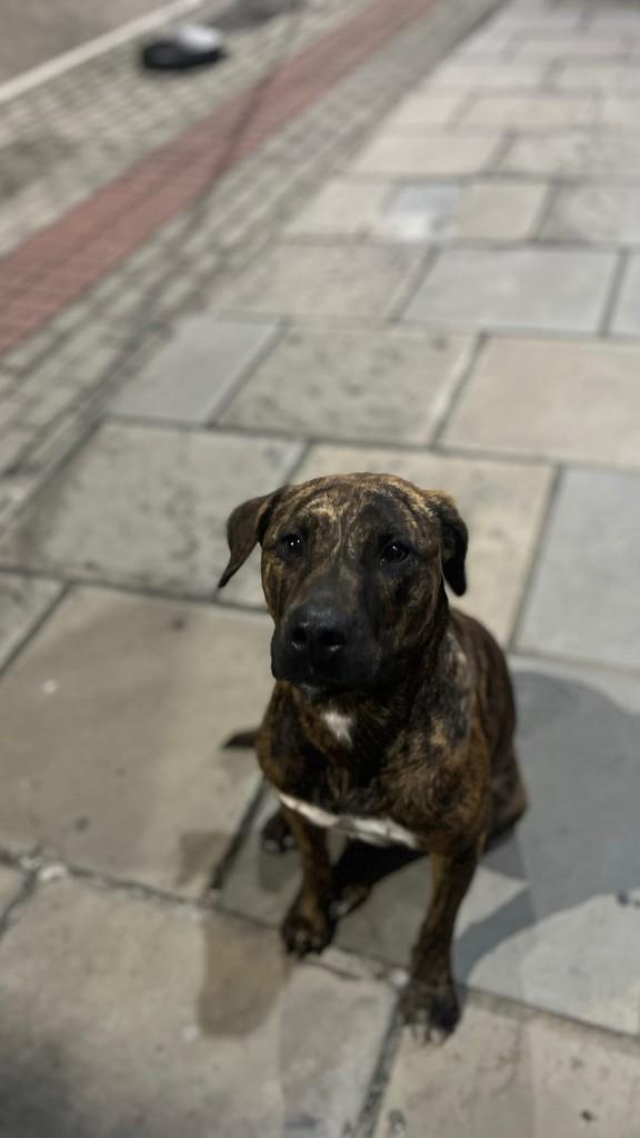 Moana, cachorro de porte médio para adoção em Gravatal - SC