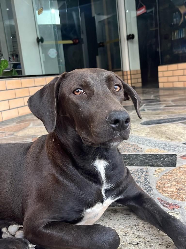 Amora, cachorro de porte médio para adoção em Gravatal - SC