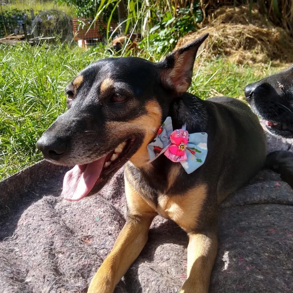 Sabrina, cadela de porte médio para adoção em Gravatal - SC