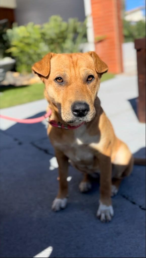 Agnes, cachorro de porte pequeno para adoção em Gravatal - SC