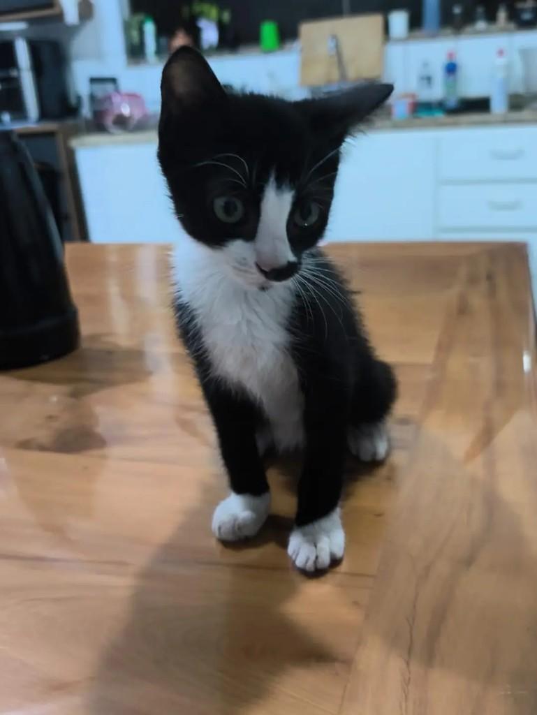 Frajolinha, gato de porte pequeno para adoção em Matão - SP