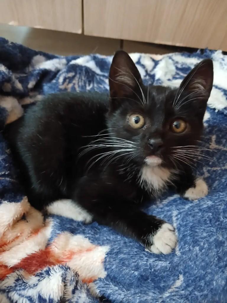 Brasileirinha, gato de porte pequeno para adoção em Matão - SP