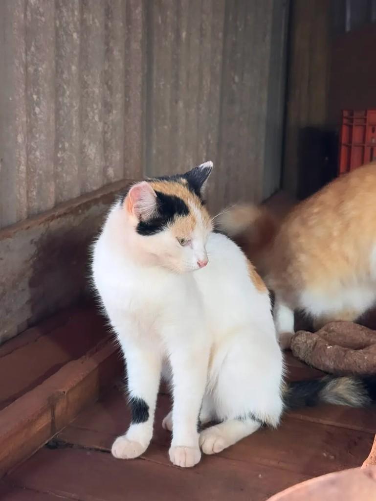 Ela, gata de porte médio para adoção em Matão - SP