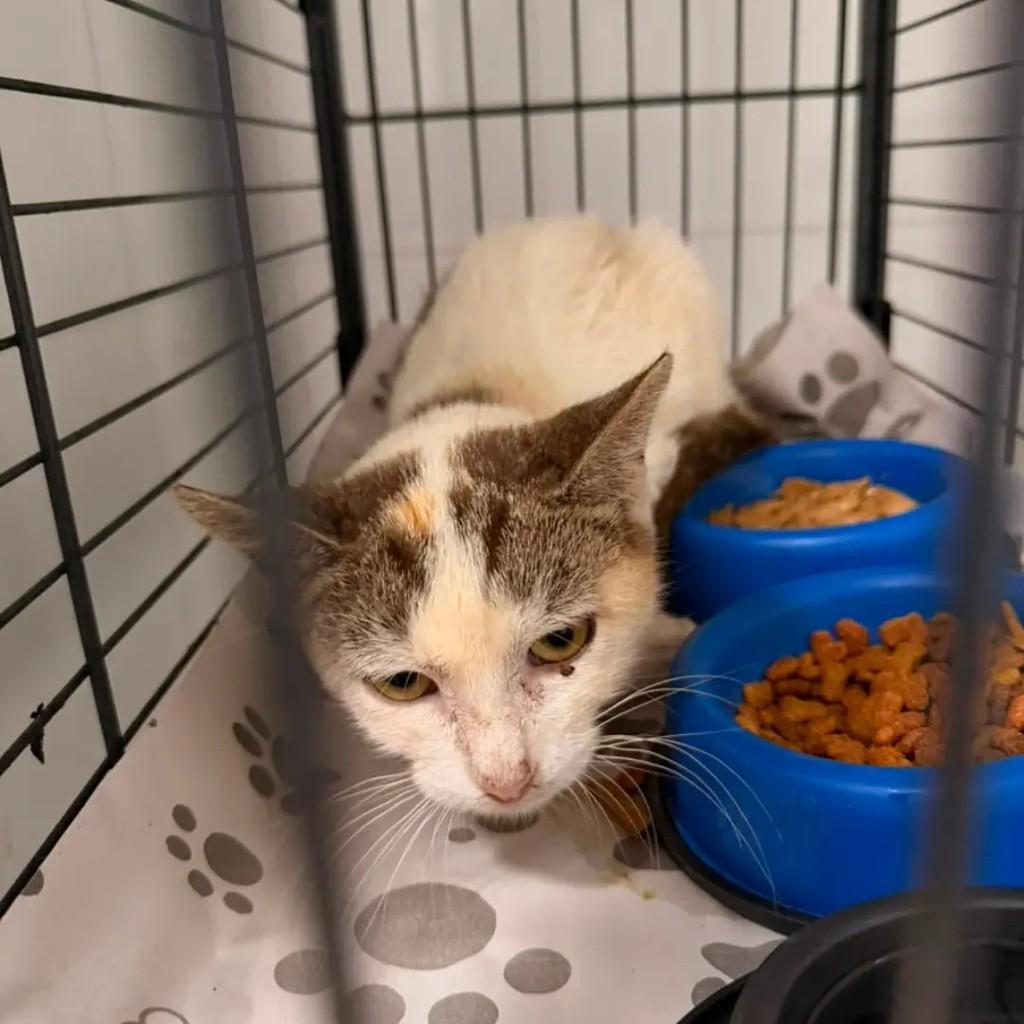 Ana, gata de porte pequeno para adoção em Matão - SP